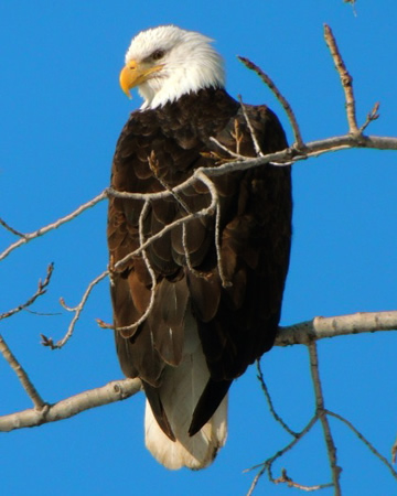 Bald Eagle