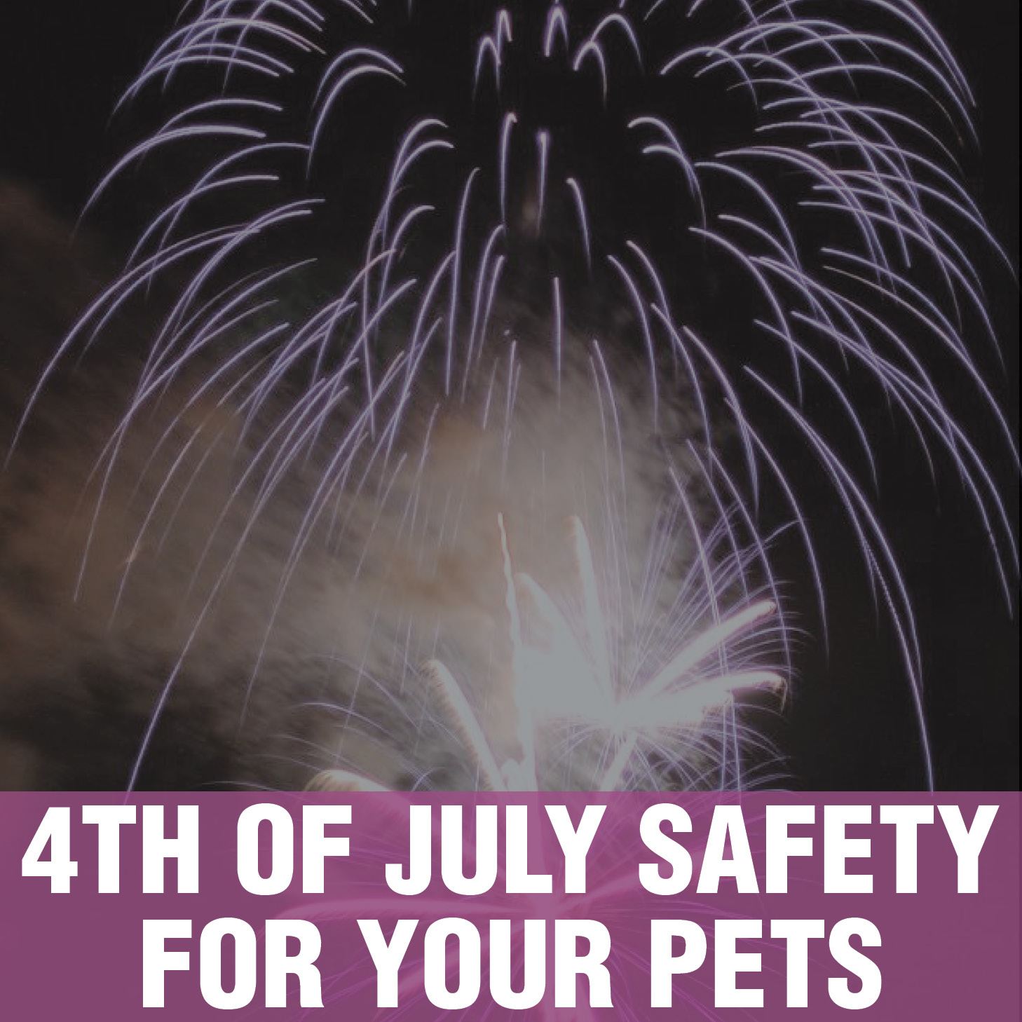 4th of July Safety for Pets